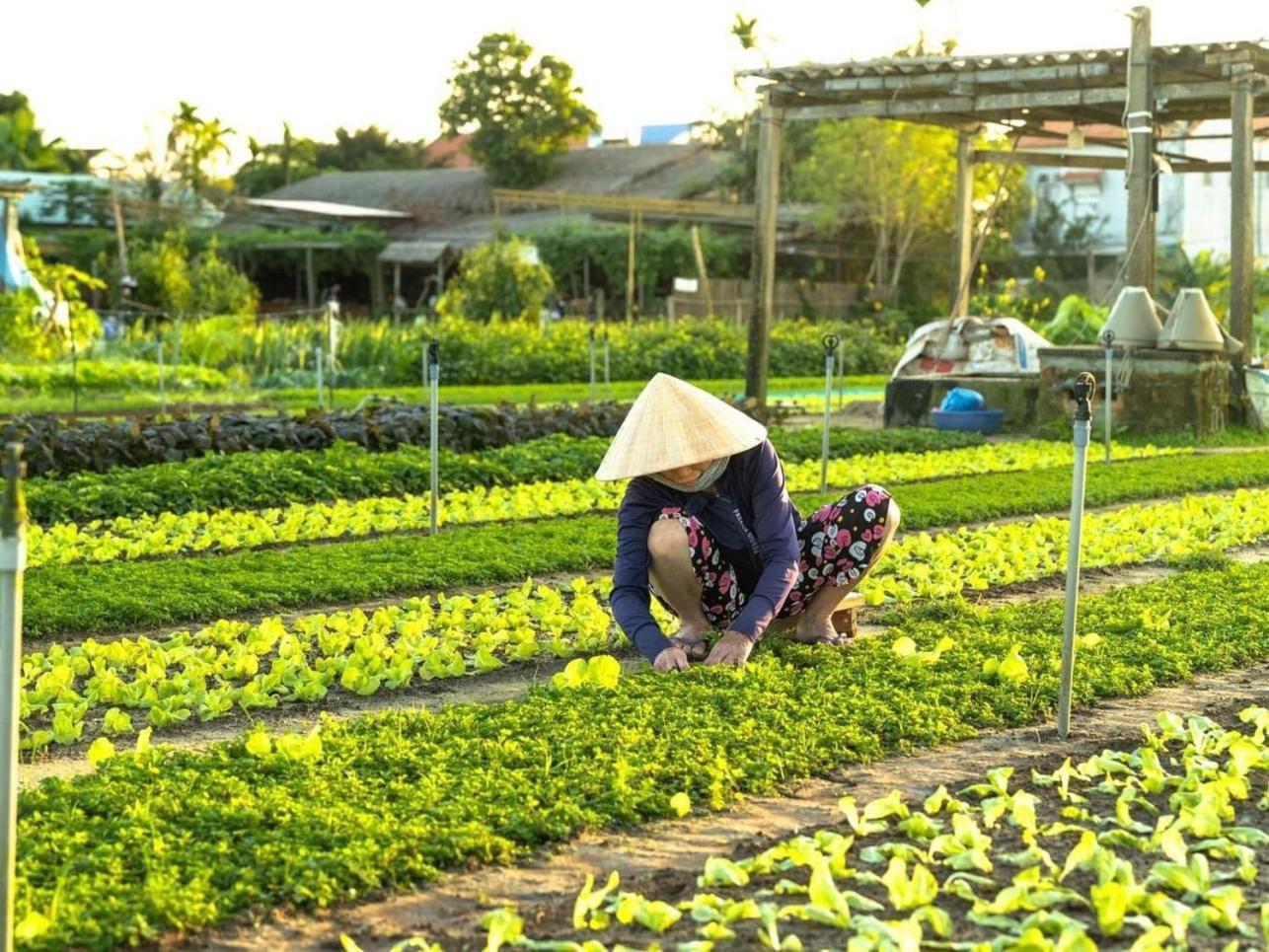 Cabbage Garden * Hoi An