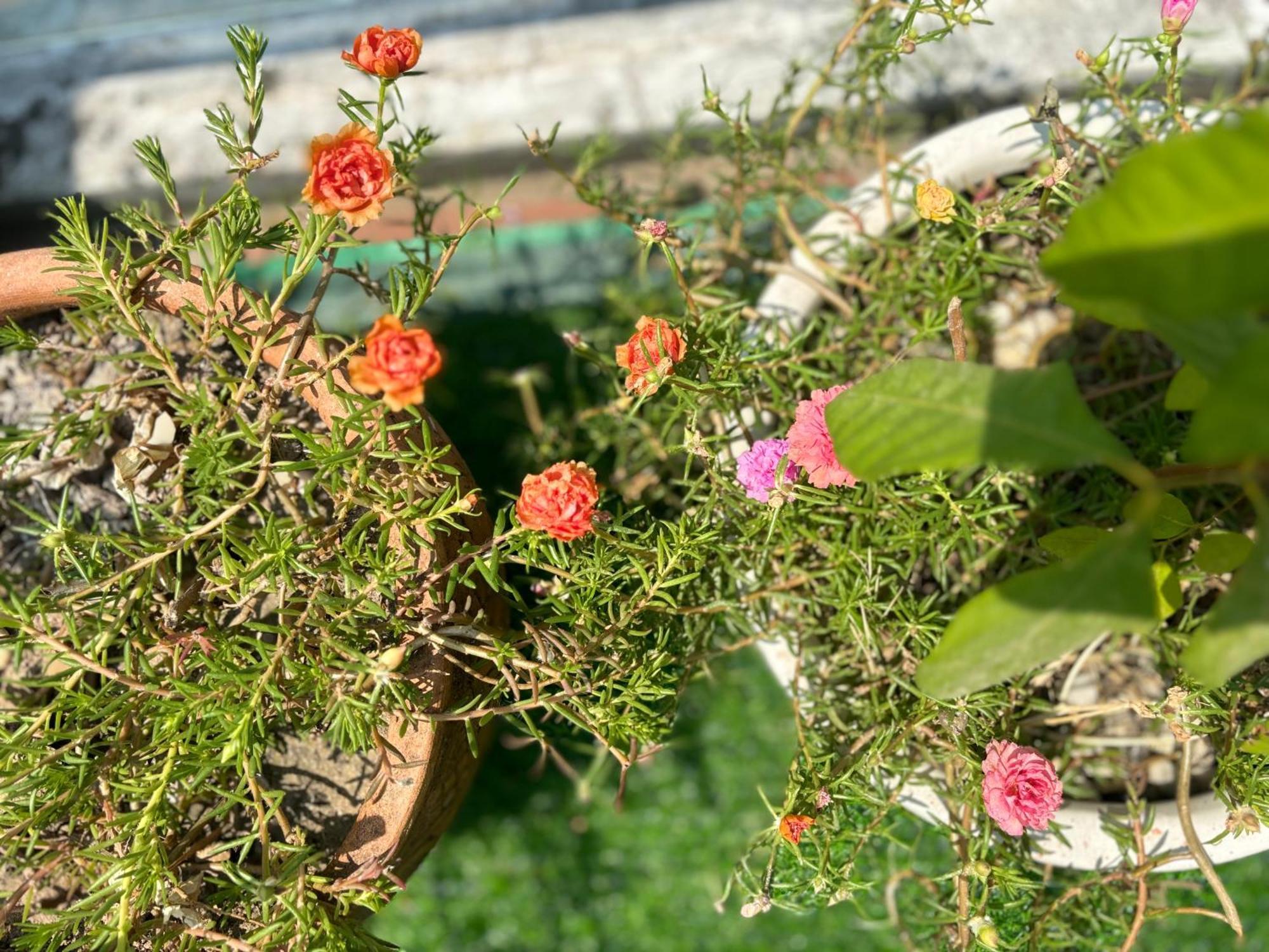 Good Morning And Homestay Hoi An