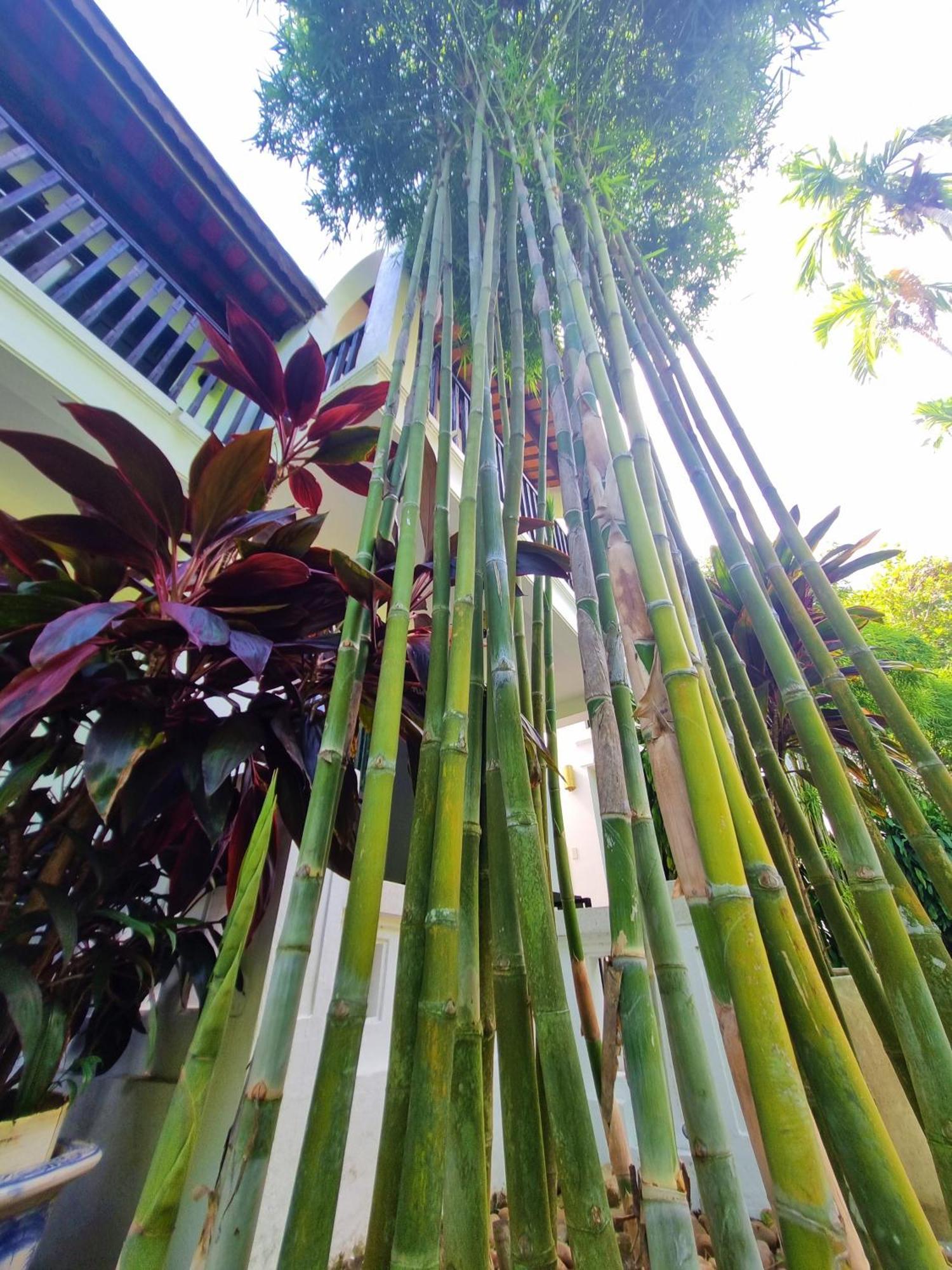Ancient House & 4* Hoi An
