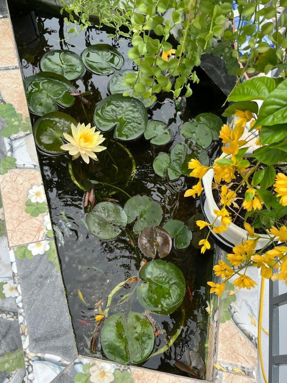 Oasis Bed & Breakfast Hội An