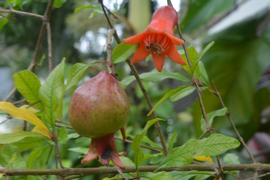 Homestay Botanic Garden