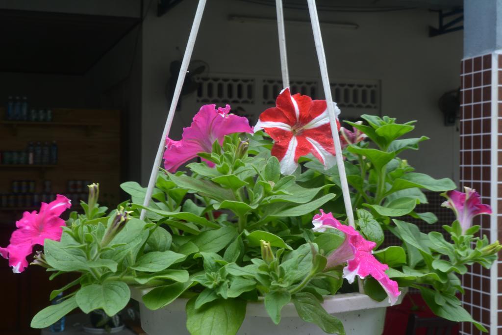 Homestay Botanic Garden Hoi An