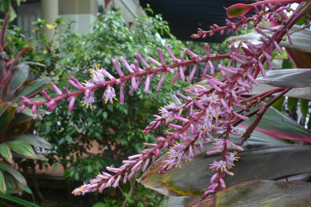 Homestay Botanic Garden Hoi An