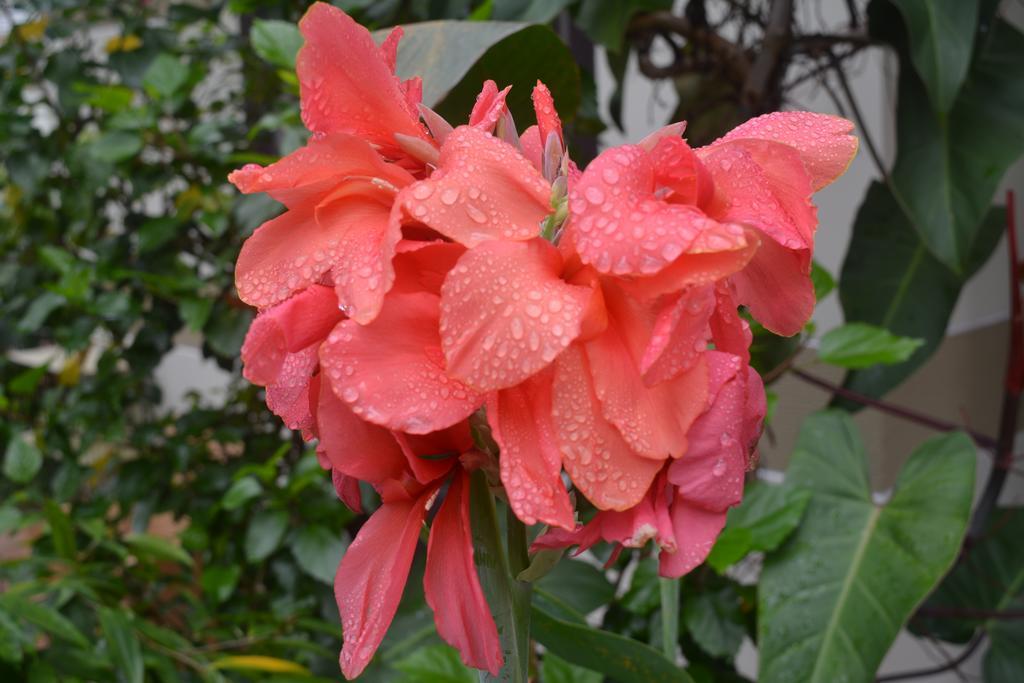 Homestay Botanic Garden