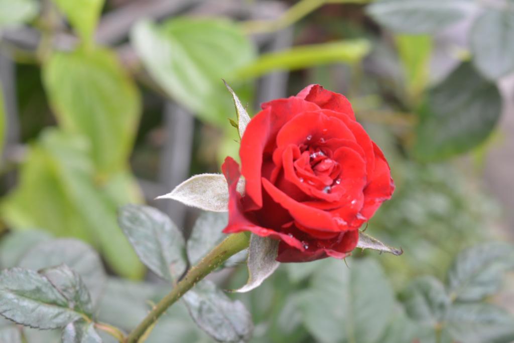 Homestay Botanic Garden *
