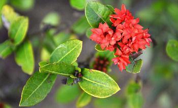 Homestay Garden Aroma Hoi An