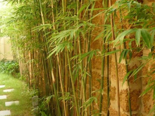 Greenlife *