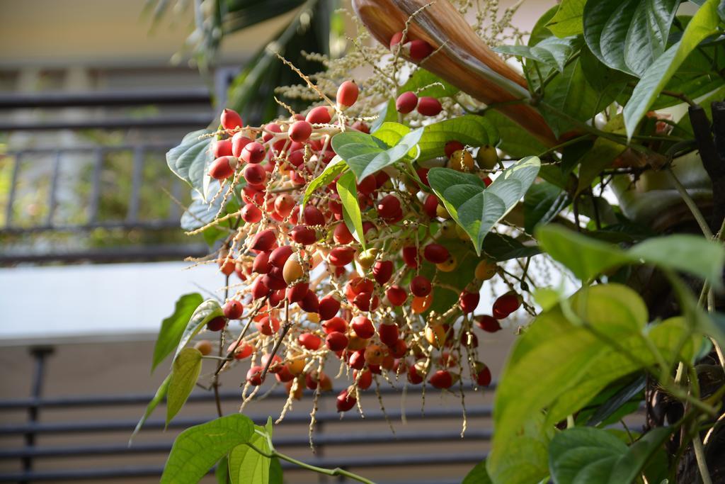 Botanic Garden * Hoi An