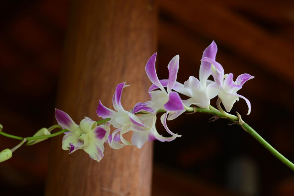 Botanic Garden * Hoi An