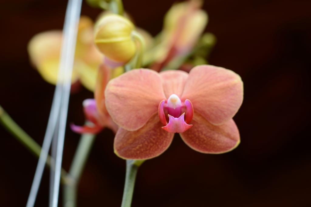 Botanic Garden Homestay Hoi An