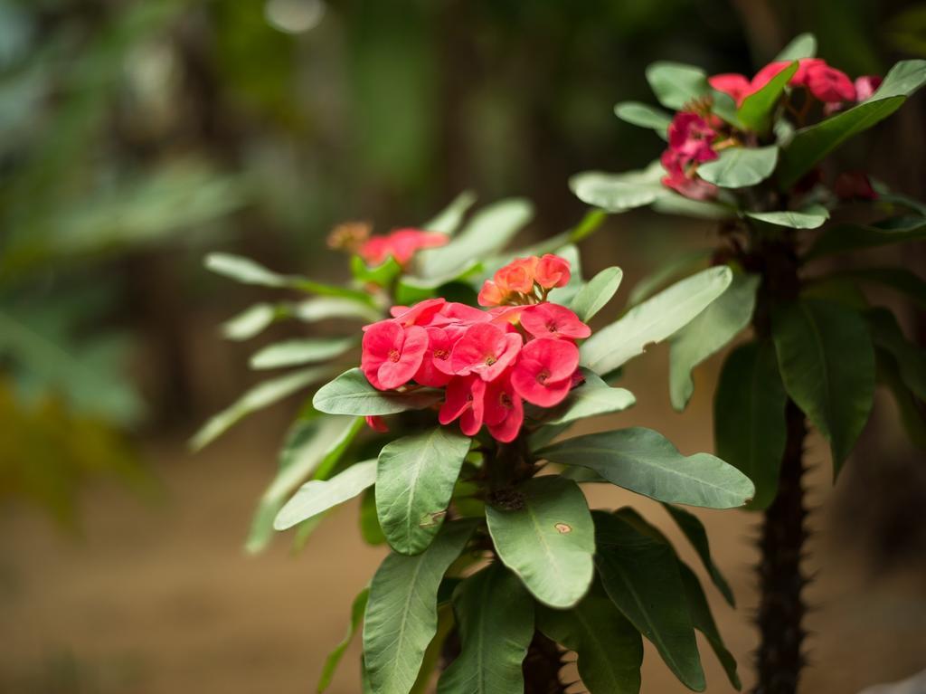 Jasmine Homestay Hoi An