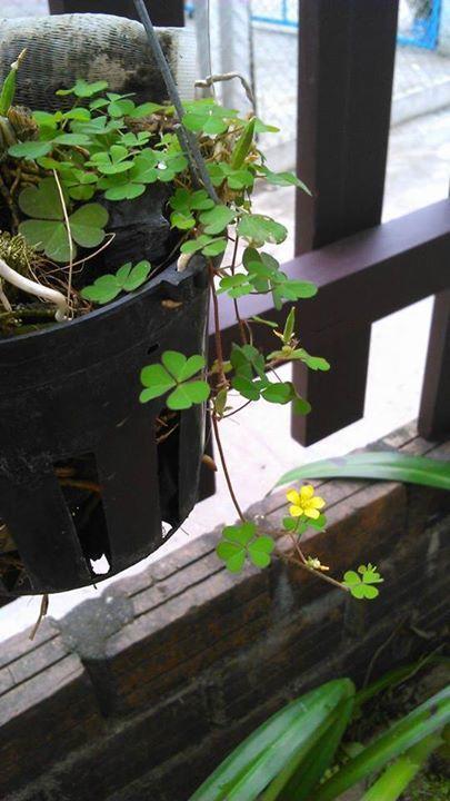 Homestay Thao Nguyen Phat