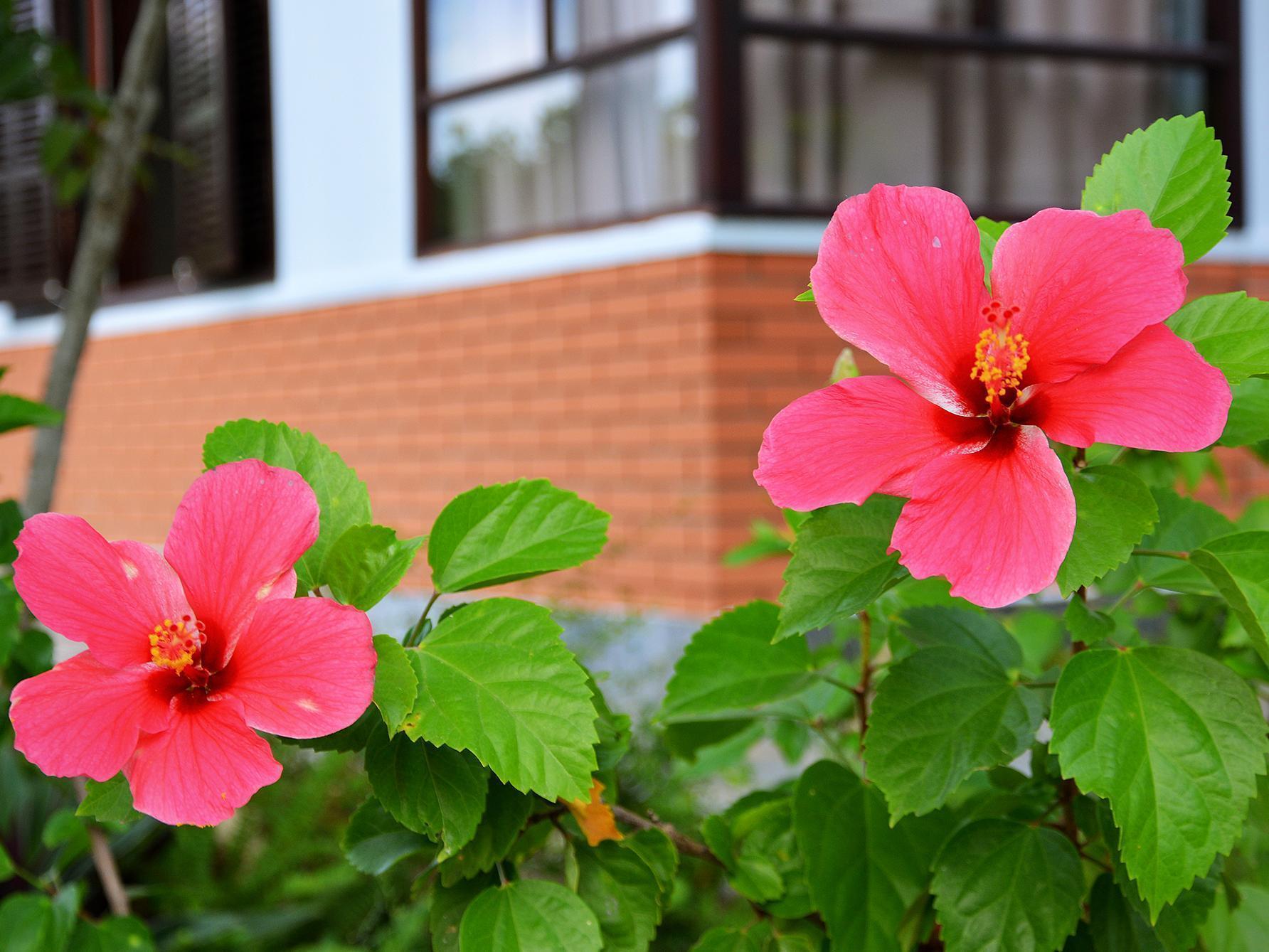 Garden Aroma Homestay *