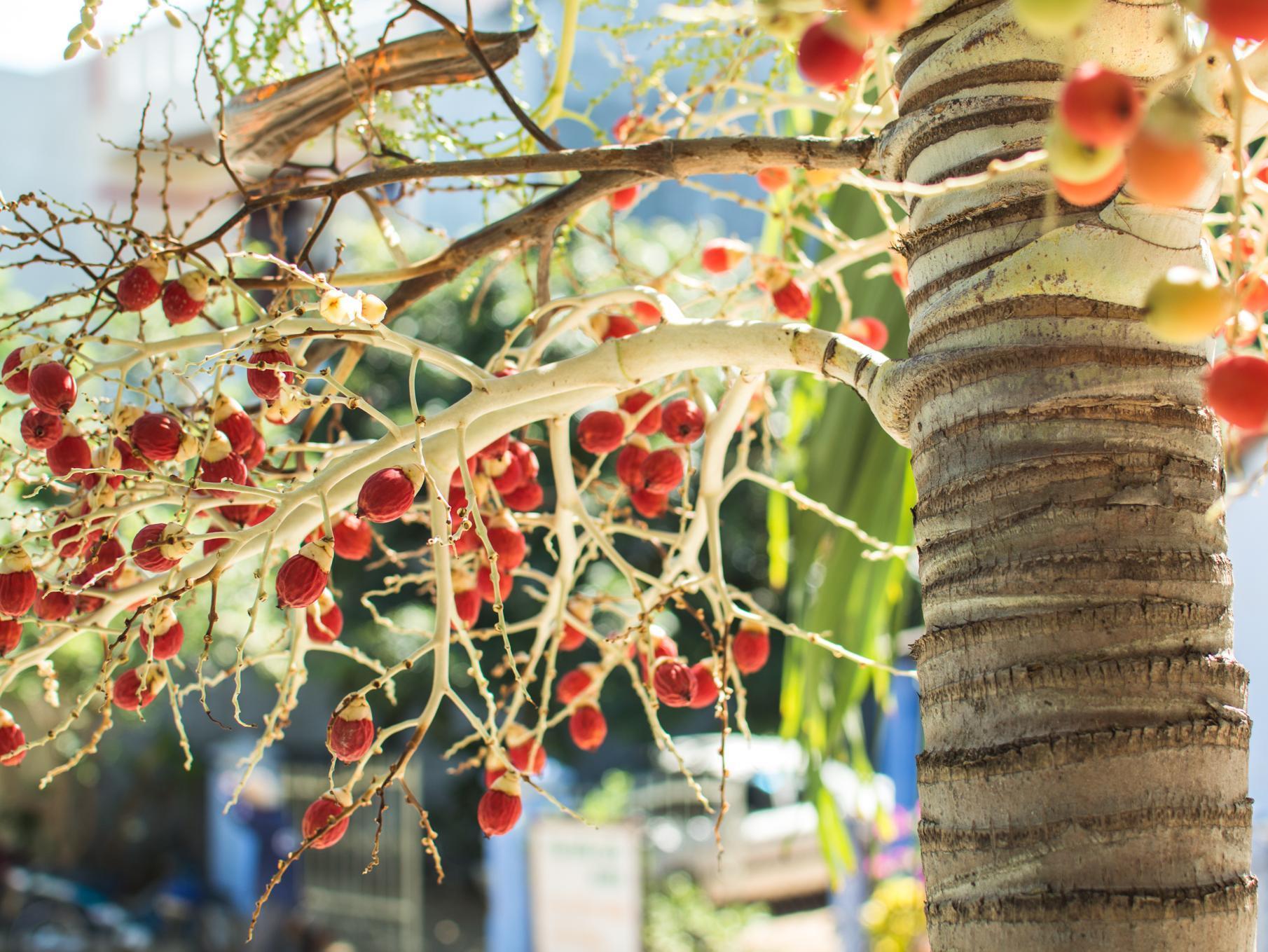 Areca Homestay