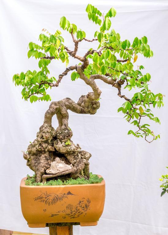 Hotel Bonsai 2*