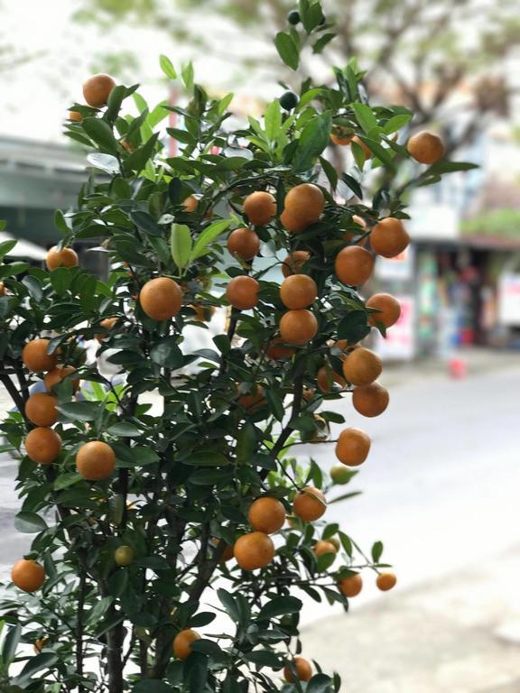 Homestay Thao Nguyen Phat Hoi An
