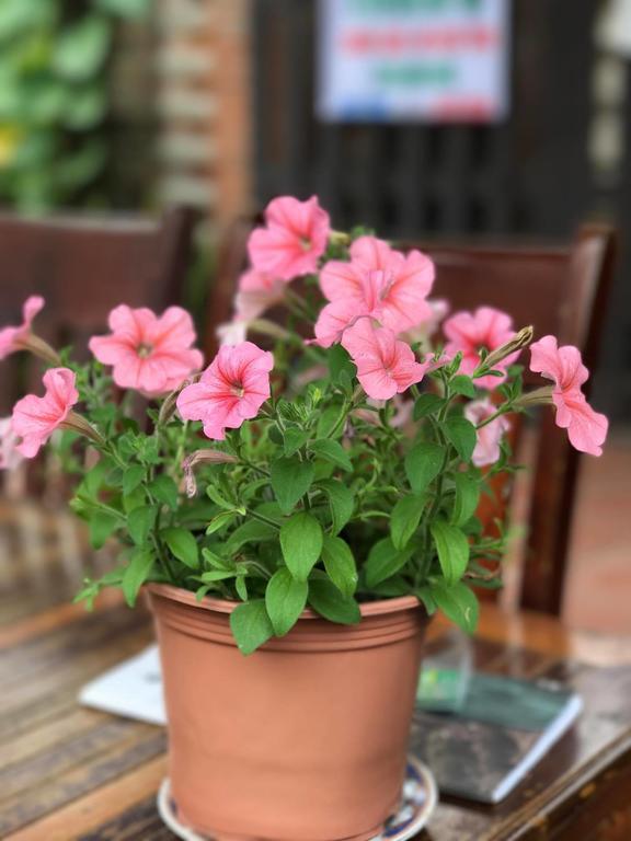 Homestay Thao Nguyen Phat