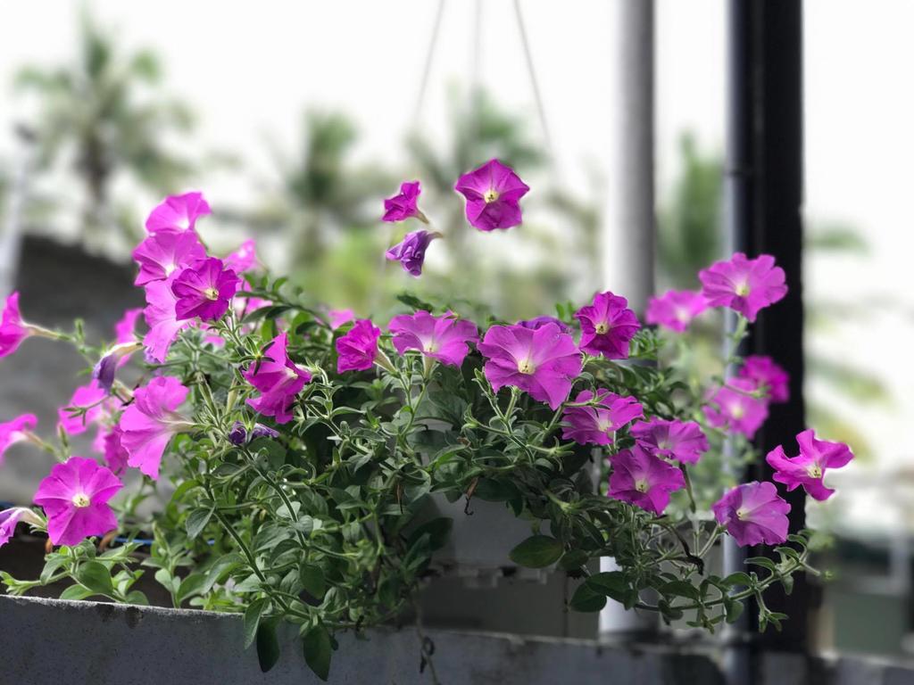 Thao Nguyen Phat Homestay Hoi An