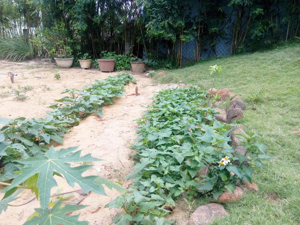 Homestay The Field Hoi An