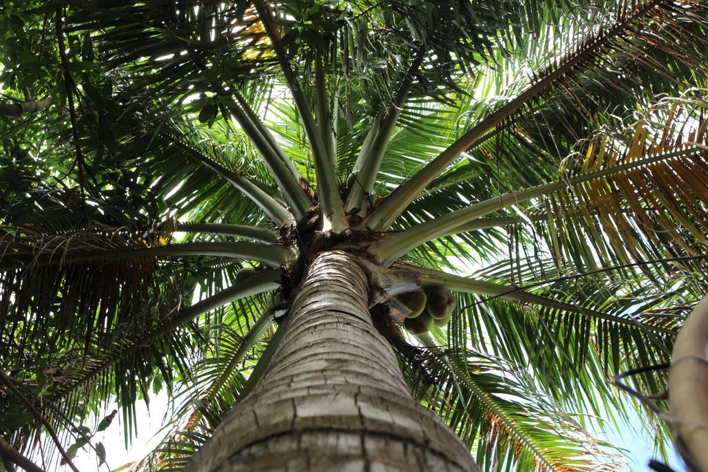 Under The Coconut Tree