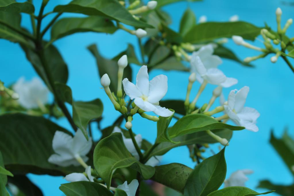Phuc Thao *