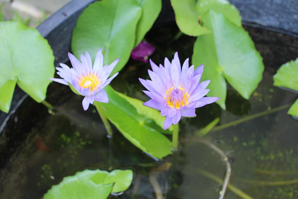 Vila Phuc Thao