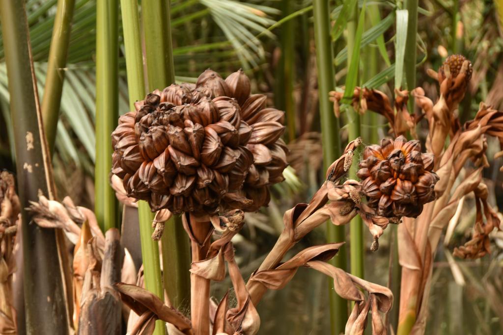 Water Palm 2*
