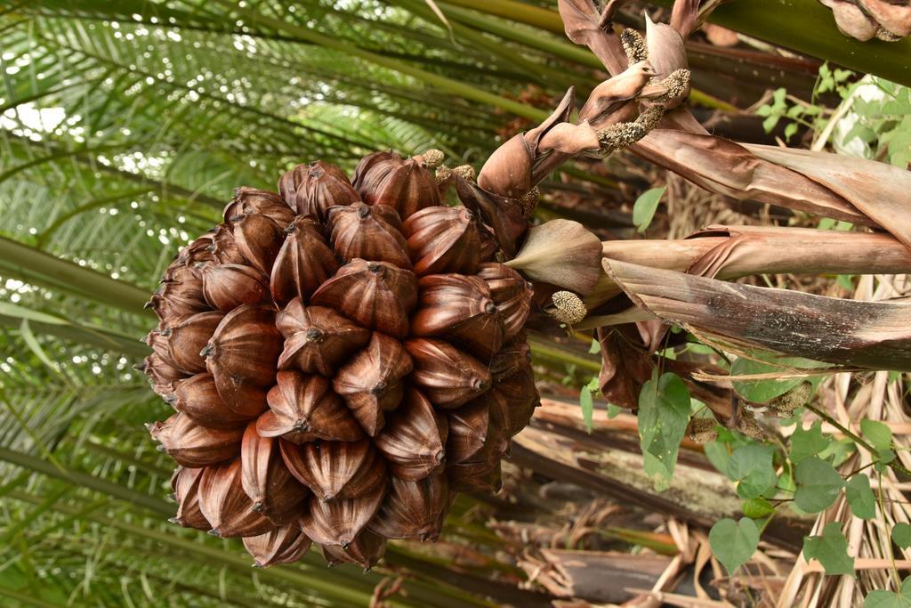 Water Palm Bed & Breakfast 2*