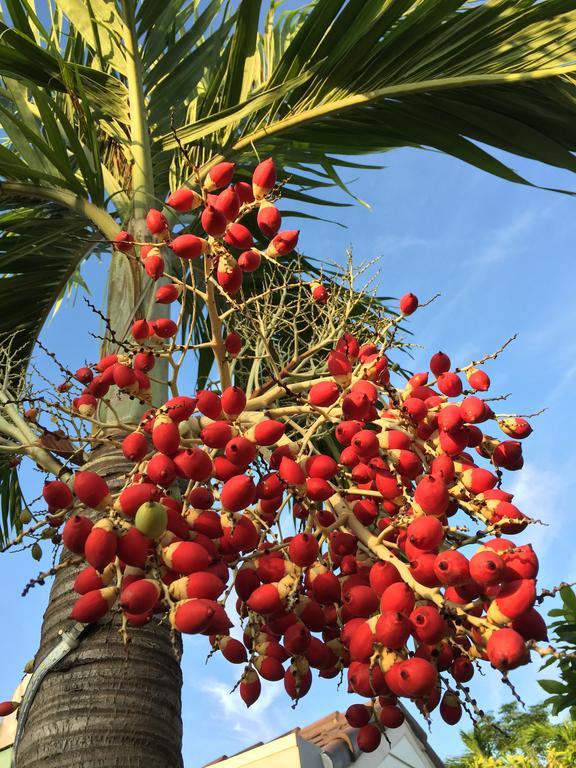 Water Palm