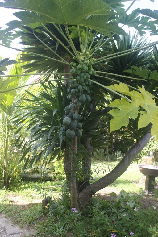 Homestay Trust Hoi An