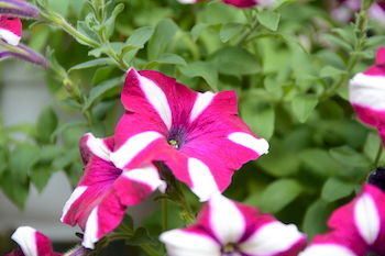 Botanic Garden *
