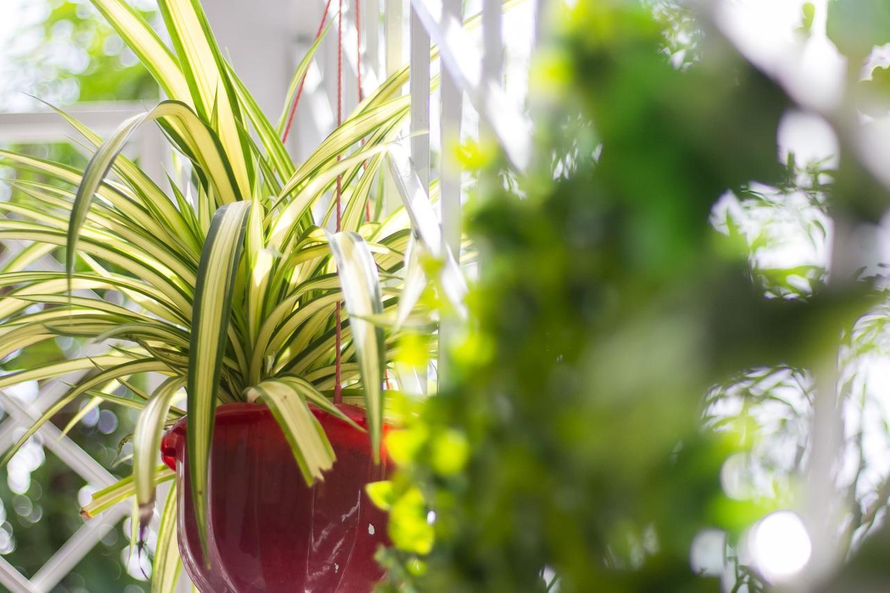 Privatunterkunft Bean Grass