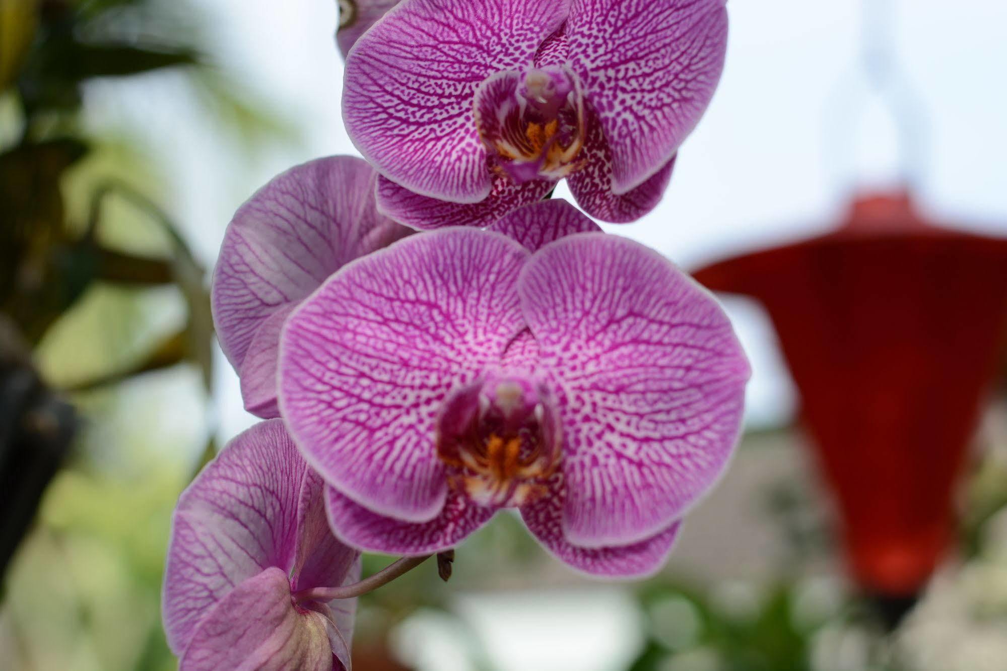 Homestay Botanic Garden Hoi An