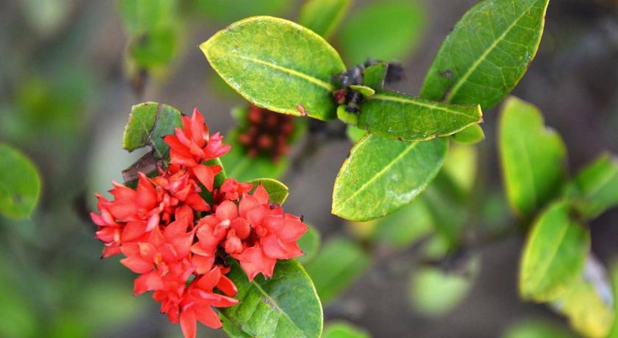 Garden Aroma * Hoi An