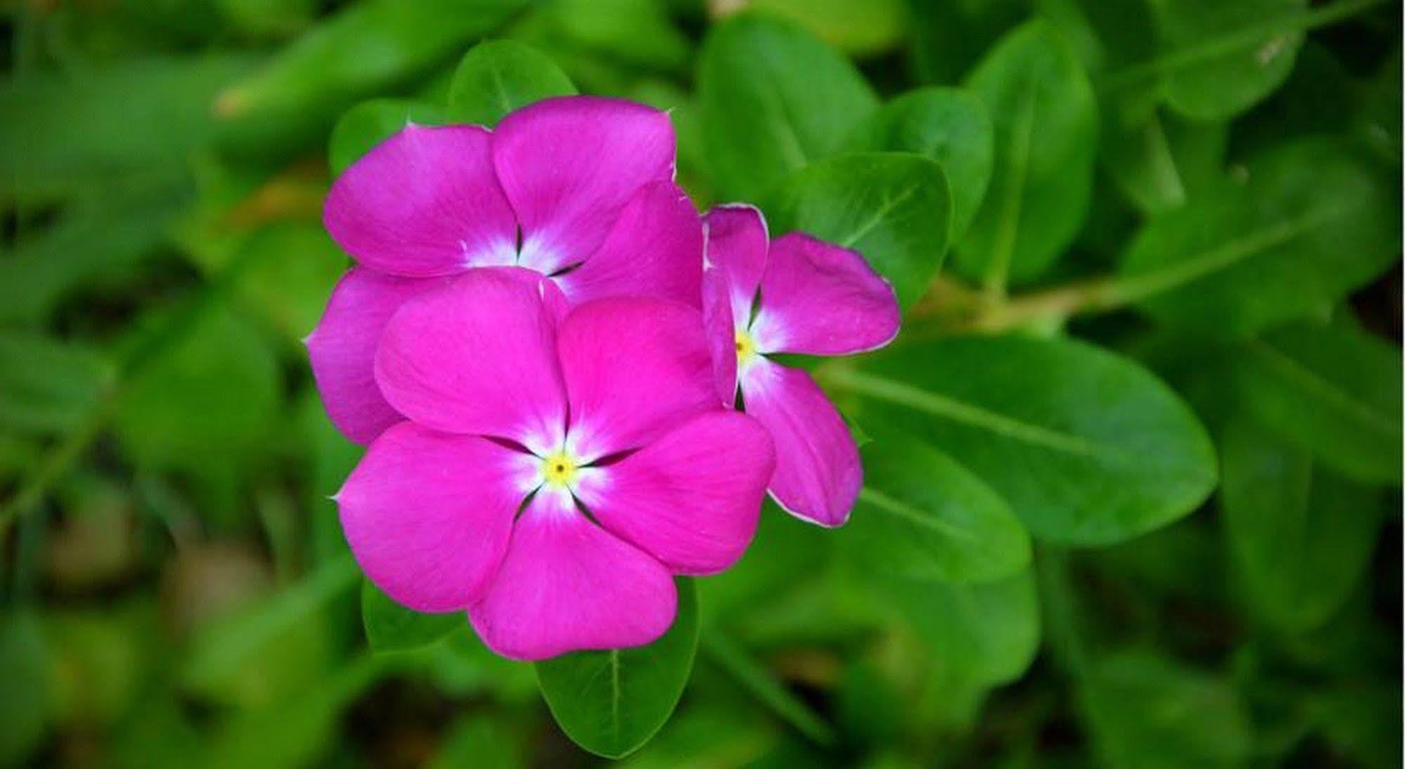 Homestay Garden Aroma