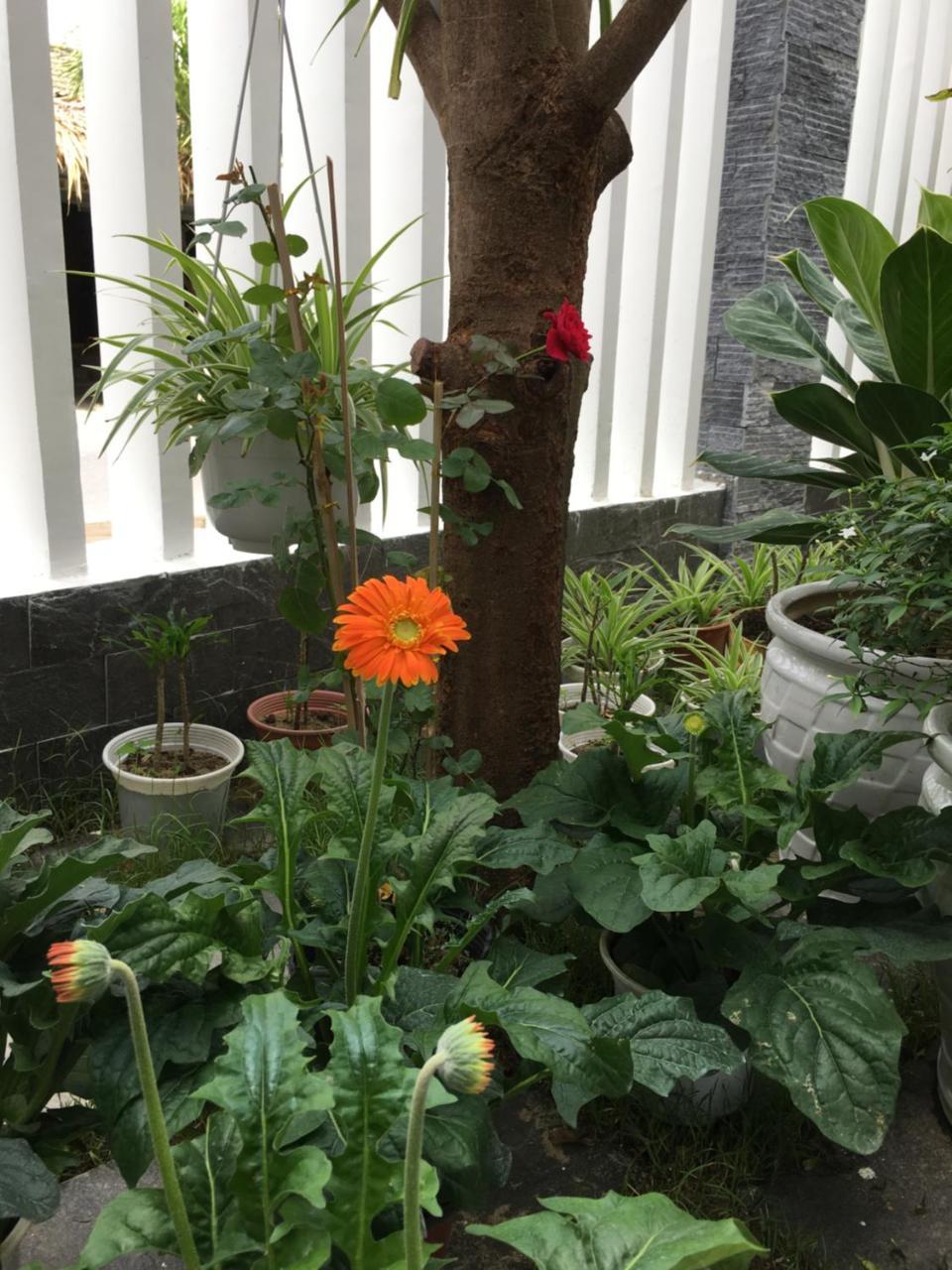 An Bang Scent Homestay Hoi An