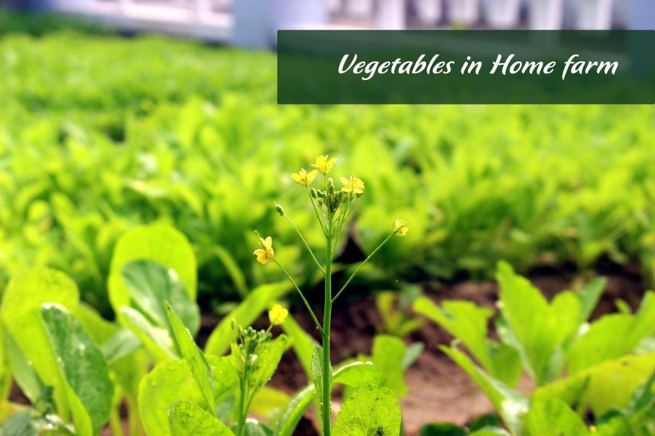 Homestay Farm *