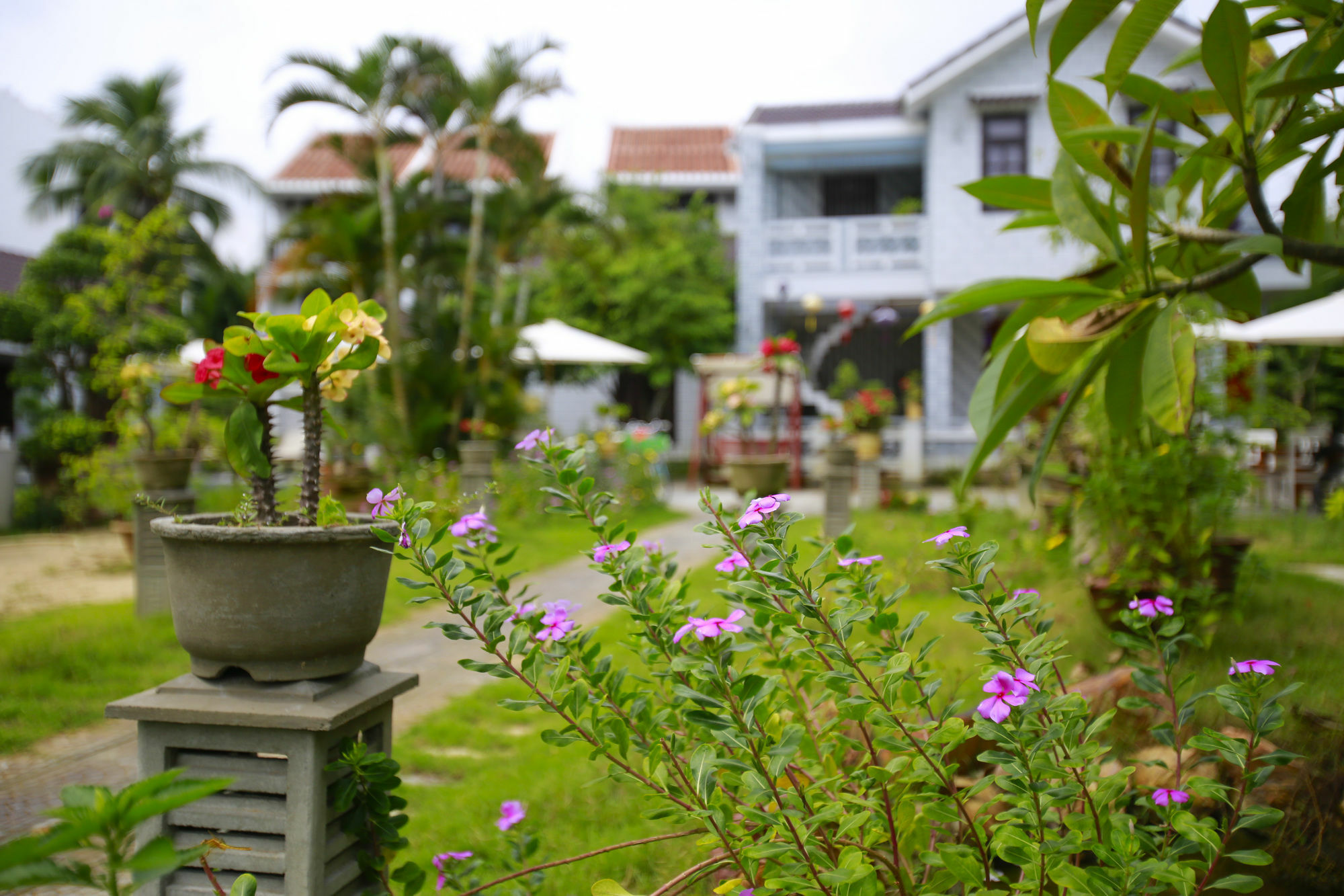 Mr Tho Garden Villas * Hoi An