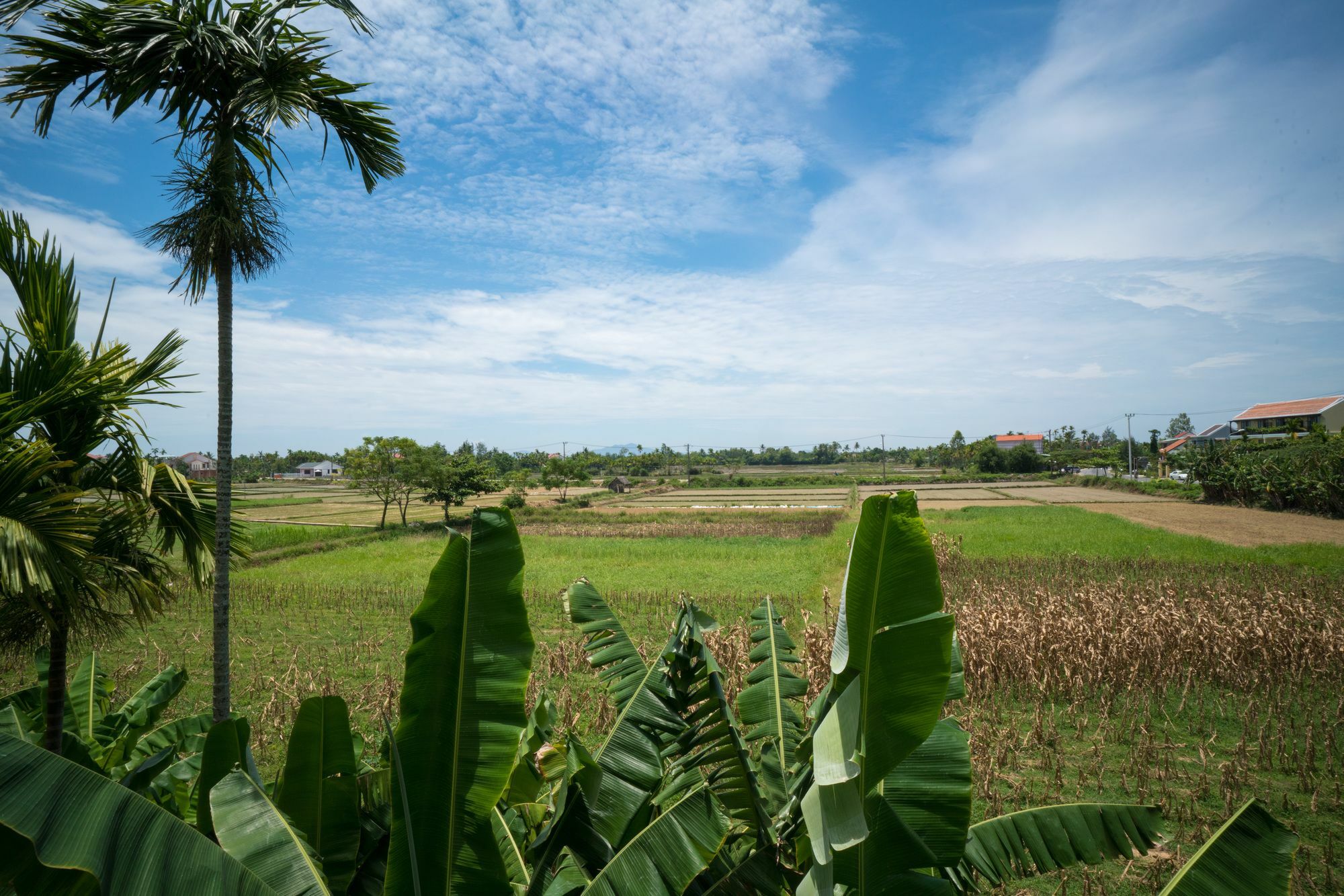 Homestay River Field