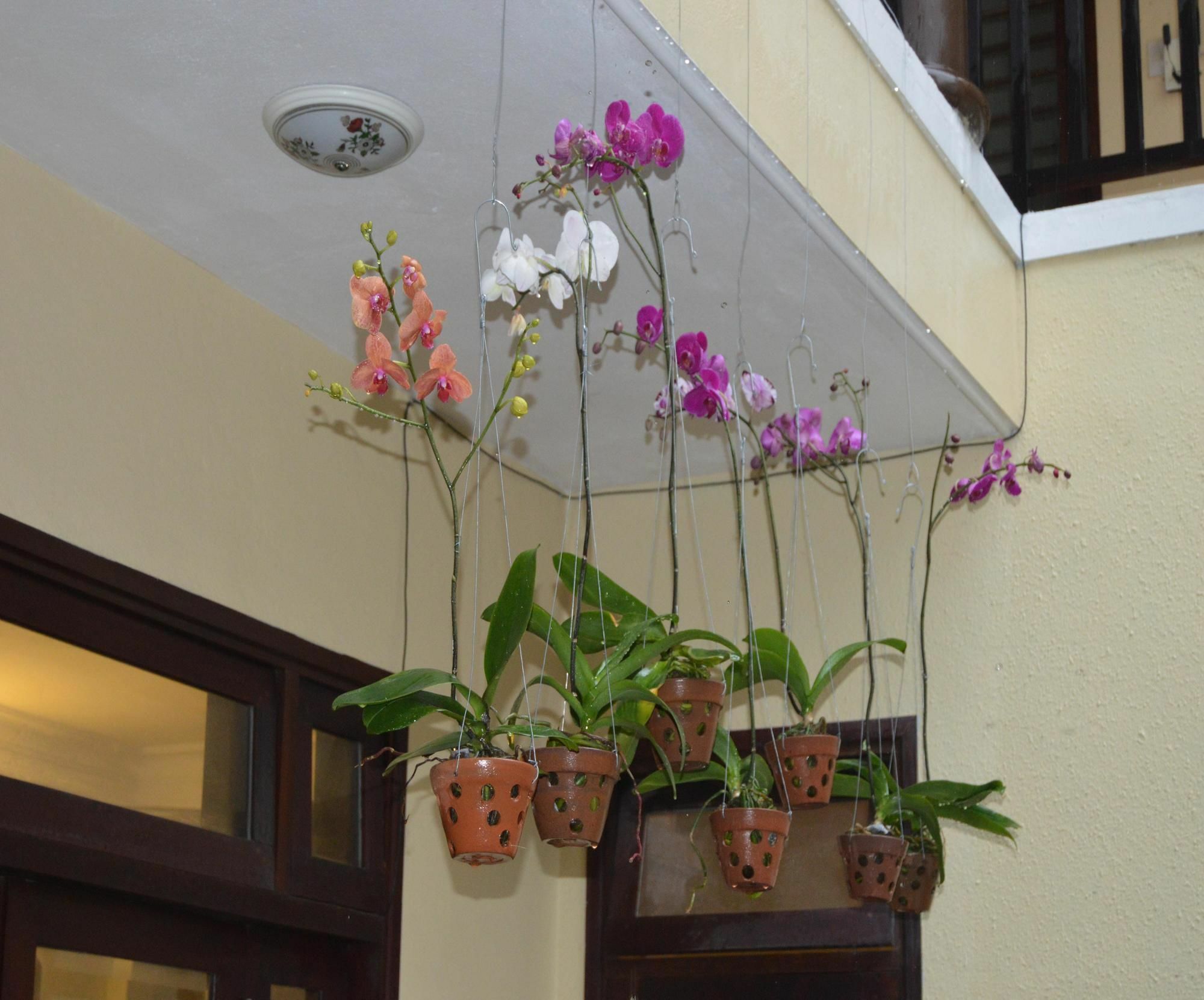 Orchids Homestay *