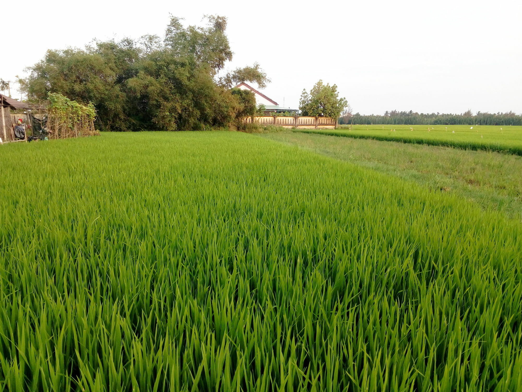 The Field