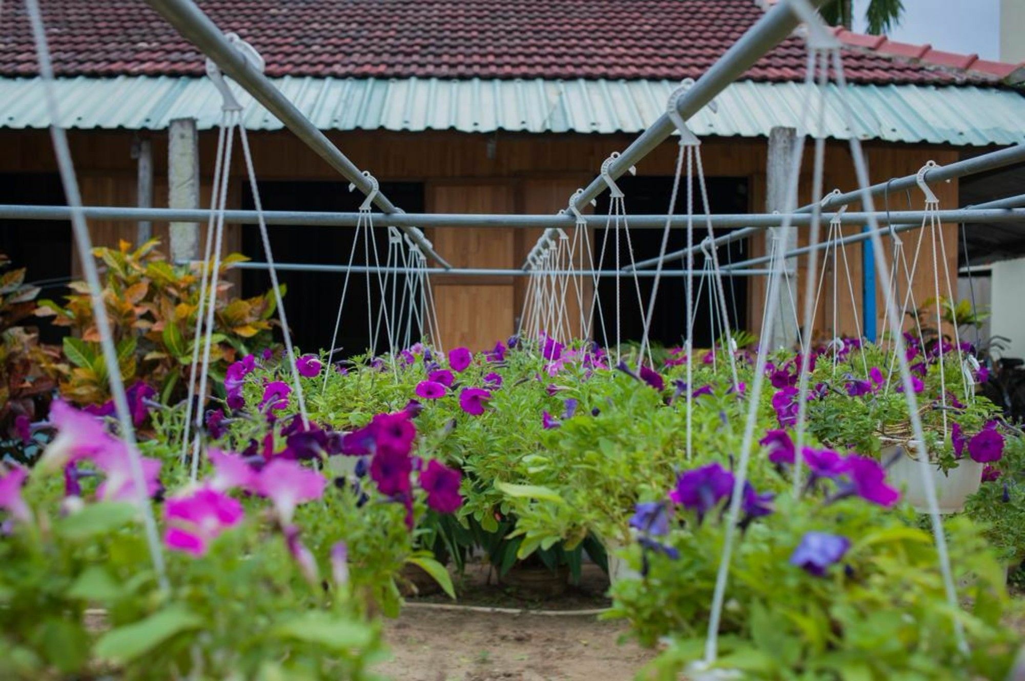 Privatunterkunft Petunia Garden Homestay&hostel