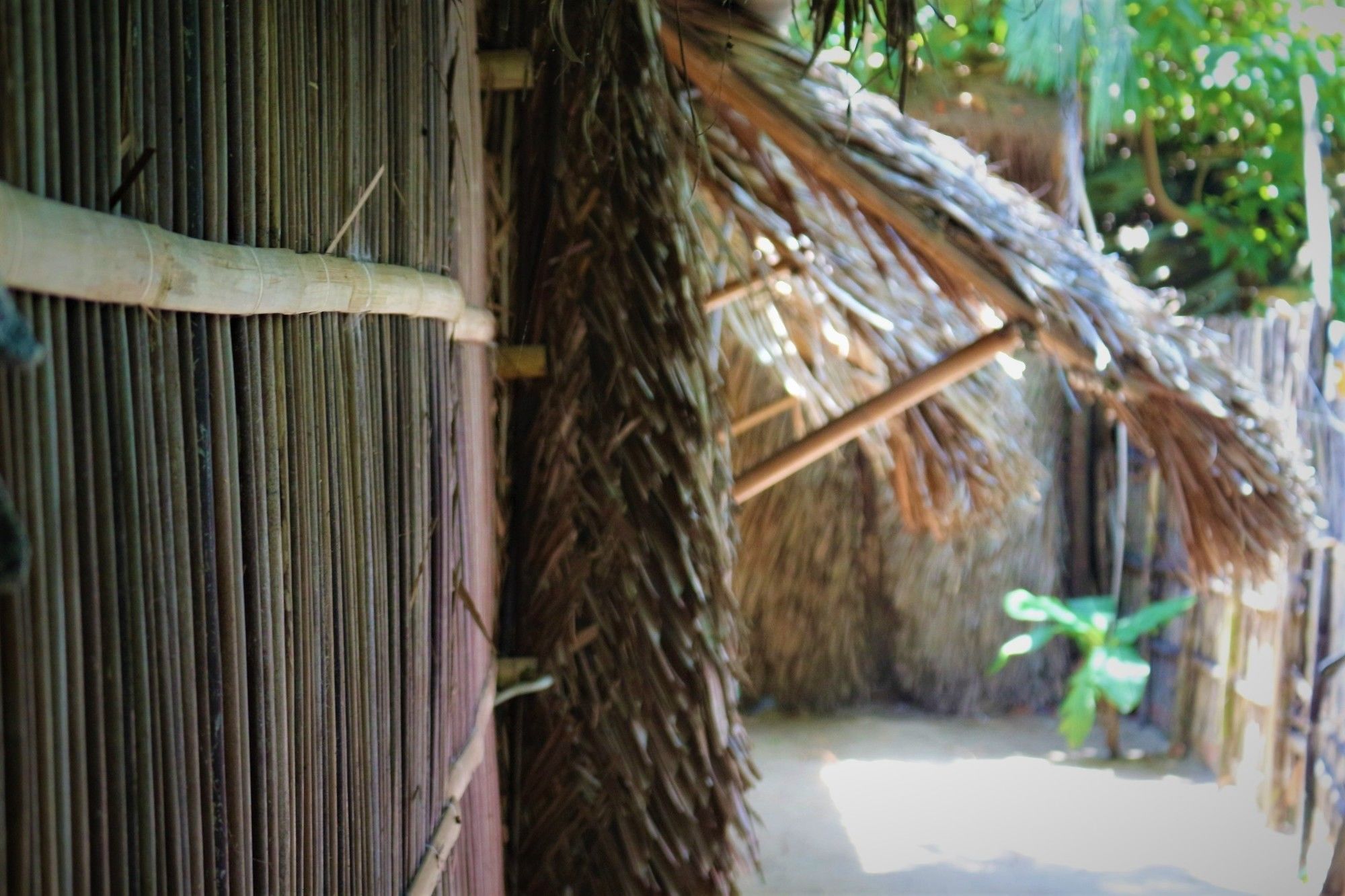 Under The Coconut Tree