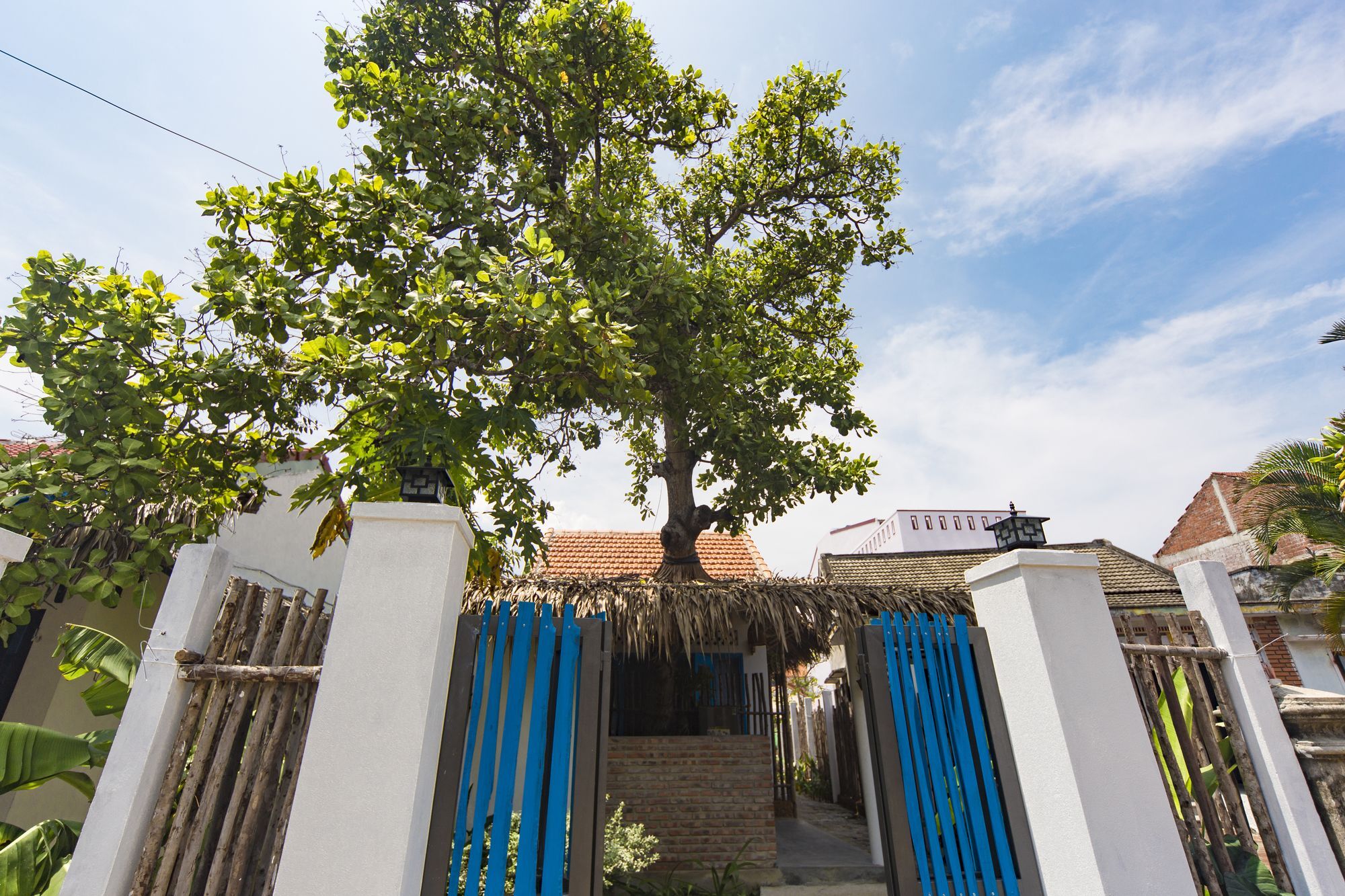 Bed & Breakfast Cashew Tree