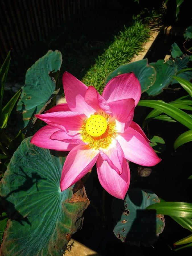 Homestay Farm Hoi An