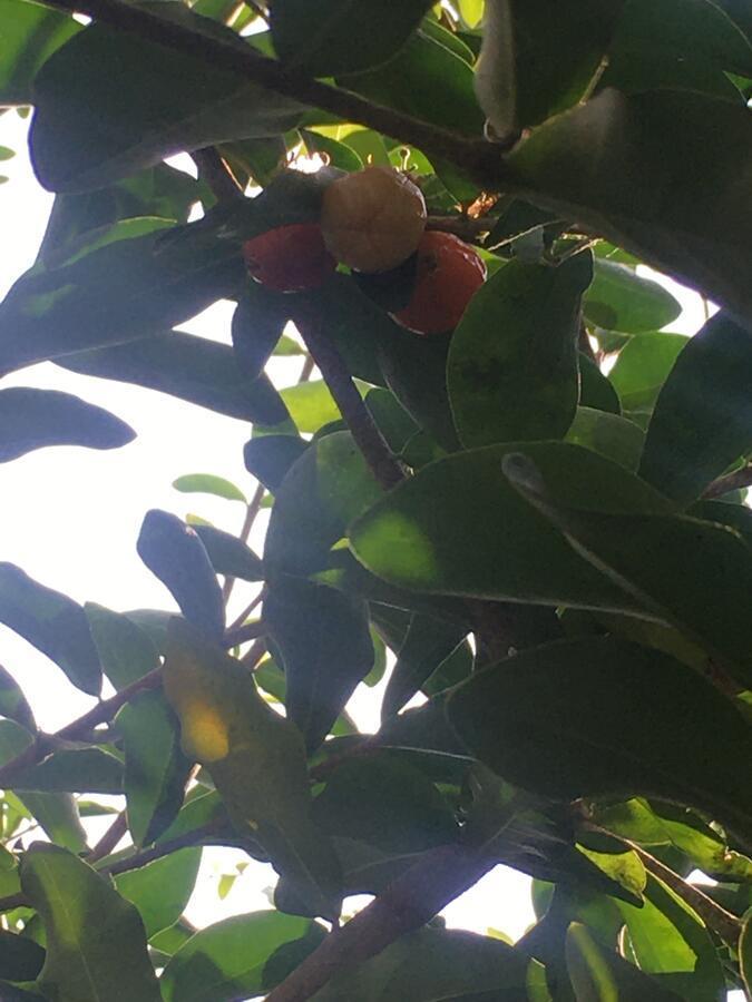 Cherry Garden Homestay