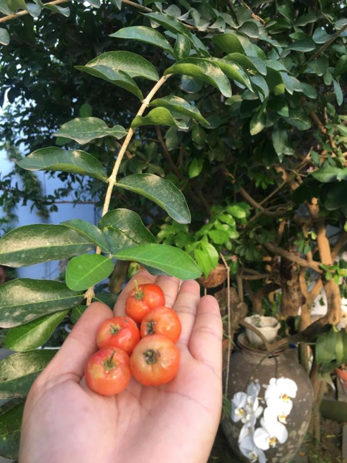 Cherry Garden *