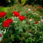 Flower Village Real Homestay