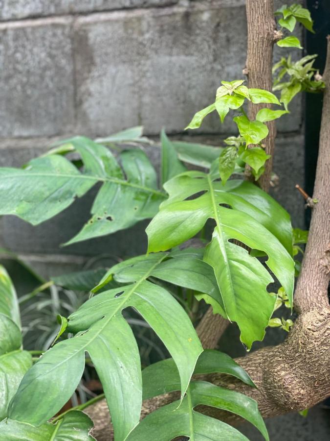 Cabbage Garden Homestay Hoi An