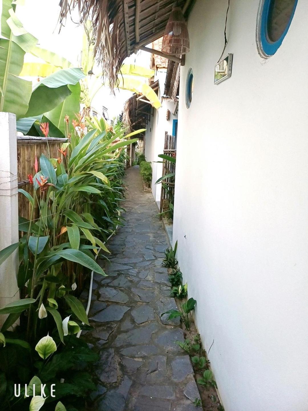 Cashew Tree